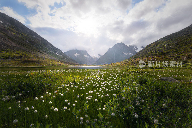 Cotton grass in the mountains above the Aletsch Glacier